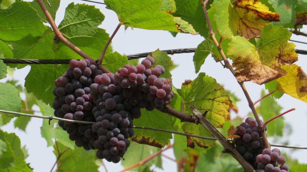 Ferienwohnung Elbsommer Am Weinberg Meissen Luaran gambar